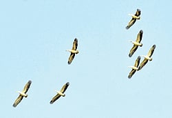 A flock of spot-billed pelicans at flight. DH PHOTO