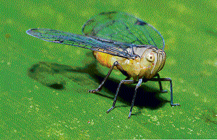 Count of arthropods in world's jungles