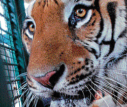 Forest dept seeks funds from State for Project Tiger