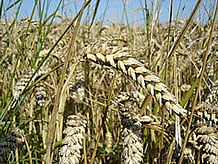 Wikipedia Image