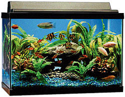 Mini Ocean Fishes are known to have a healing effect on hyperactive kids.