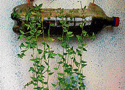 innovative A bottle which has been used to grow creepers.