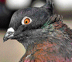 Tidings pigeons bring