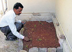 District AYUSH Officer Dr Sadashivanand with the mosquito repellent plants grown in the office surroundings.