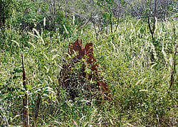 Green, at last: The heightened security after the gang-rape incident has proved to be a blessing for thousands of sandalwood trees on the Bangalore Universitys Jnanabharathi campus. dh Photo