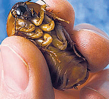 Cockroaches groom themselves to attract females