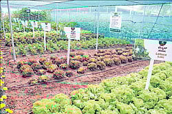 Varieties of Lettuce and other crops on display at Krishi Mela, held as part of Suttur Jatra Mahotsav at Suttur, Mysore district on Wednesday.