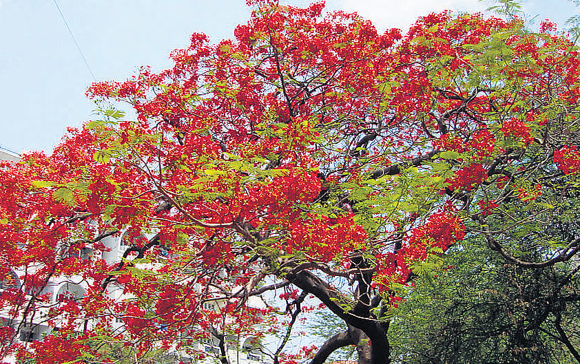 Strange Flowers like Flame of the Forest have bloomed early this year.