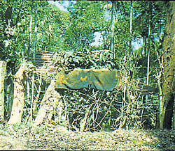 Pepper sacks soaked with chillly powder are hung on the fence around a coffee plantation, to avoid elephants, at Palibetta village near Siddhapura. dh photo