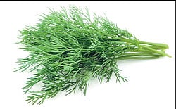 Dill