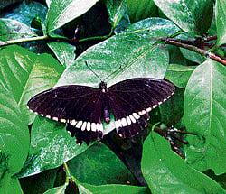 UNDER THREAT: Due to unscientific management of natural resources, much of our native butterflies are fast disappearing. (Photo by the author)