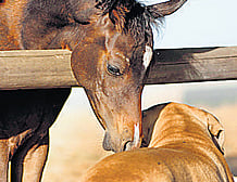 Animals communicate through sniffing too