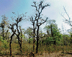 whose land? Betta     are patches of forest land earlier assigned to areca cultivators. (Photo by the authors)