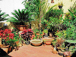 Soothing: A view of Lily Pauls garden.