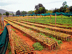 Sandalwood saplings at a forest department nursery on Manadavadi road in Mysore. DH Photo