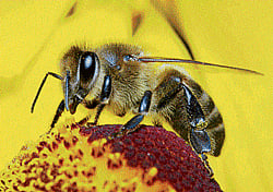 DRAWING BEES:  Plants are known to go to great lengths to attract pollinators.  (PHOTO: Getty Images)