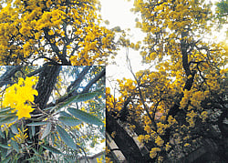 Bursts of sunshine: The tabebuia that blooms in March brings a special charm to the City.(PHOTOS BY THE AUTHOR)