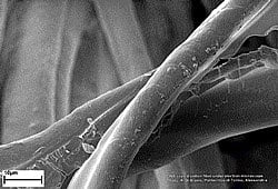 COTTON TEST :(Top) Plain cotton fibre under electron microscope. A DNA-coated cotton fibre under electron microscope. (PHOTOs COURTESY: a dI bLASIO, POLITECNICO DI TORINO, ALESSANDRIA)