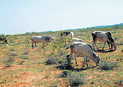 in question: The traditional grassland in Challakere is under scrutiny as the land is diverted for various projects. DH Photo
