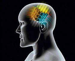 Brain drove primates' evolution