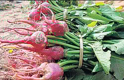 The shadow cast  by toxicity