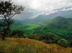Biodiversity hotspot Thirteen per cent of mammal species found in India are             present in Sathyamangalam. (Photo courtesy: Tamil Nadu Green Movement)