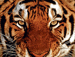 Time to save the tiger