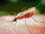 Malaria therapy loses efficacy, raises concern