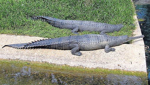 13 exotic crocodiles, four reticulated pythons arrive Pilikula