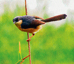 Prize winning photographs at the photography contest organised by Natural History Association of the Applied Zoology Department of Mangalore University. Vineeth Kumar's Photograph won the first prize..