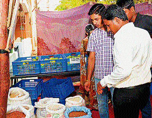 Red rice and fruits mela organised by Grameena Naturals has organic rice, mango and jack fruit for sale. dh photo