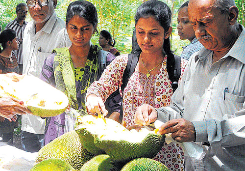 Visitors at the jackfruit mela organised by the University of Agricultural Sciences in association with Tubagere Jackfruits Grower's Association in Bangalore on Thursday. DH photo