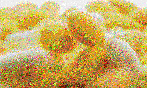 Weaving a silken dream : JN Tata played a key role in developing sericulture in the State. (DH file photo)