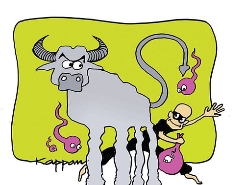 Exotic buffalo semen stolen from sperm bank in Haryana