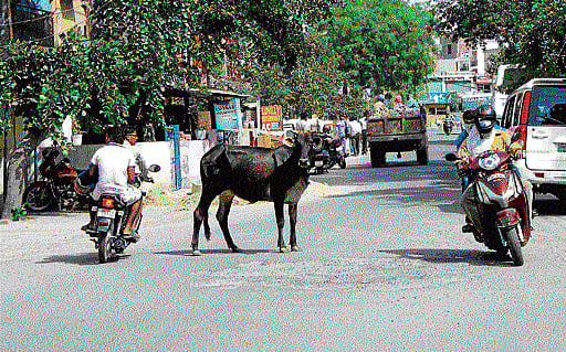 Worrisome&#8200;: Cows and bulls roam the streets of Noida strewing garbage, blocking traffic and even causing accidents.