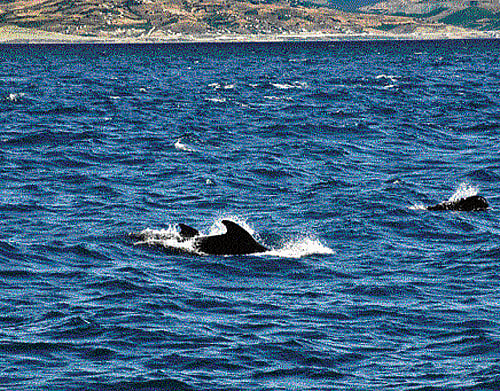 Sites & sounds: whales found during an expedition along the coastline.