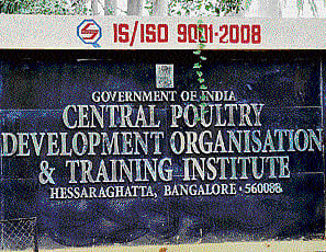 As many as 33,000 birds were culled following outbreak of avian flu last year. dh photos