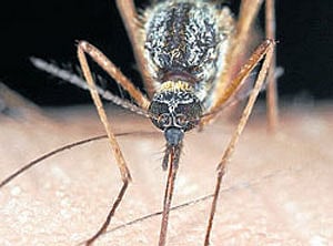 Ten dengue cases in City in two days