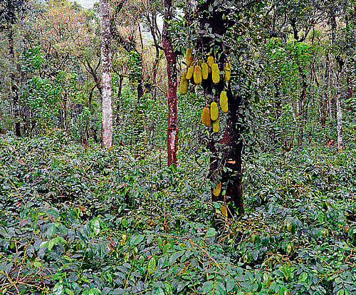 Jackfruits spread on the roadside in Aiguru near Somwarpet. DH Photo