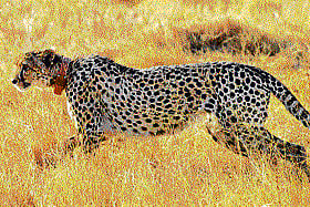 Speed-o-meter State-of-the-art collar reveals the cheetah's quick reflexes and phenomenal acceleration. (Photo: Handout via Nature)
