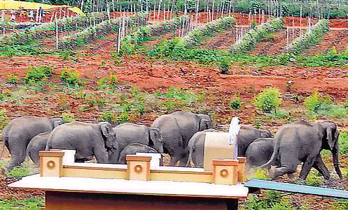 A herd of wild elephants enters at Huskur village on the  outskirts of Bangalore on Monday. dh photo  B K Janardhan