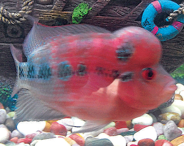 Casting a spell: A belief persists that the Flowerhorn can alter its owner's fate overnight . (Photo by the author)
