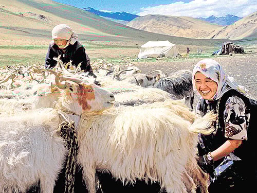 Ladakhi women with pashmina goats, their proud possessions.  (Photo by author)