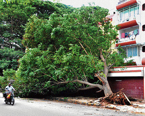 Inevitable: With complete asphaltation and concretisation, the roots weaken, causing the tree to fall. (DH file photo)