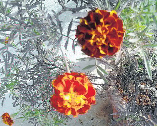 flower power Mosquitoes hate the smell of Marigold, called Chendu hoovu in Kannada. (Photo by author)