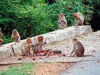 tourist menace: Group of monkeys feeding on fruits and vegetables dumped by tourists at the BRT range, in Yalandur taluk, Chamarajanagar district. DH photo