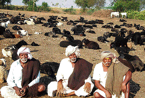 lucky charm For farmers, Kurubas are considered symbols of luck. They are invited before  the beginning of any  auspicious activity. Photo by the author