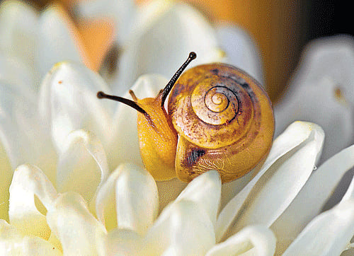 Is it raining snails in your garden?