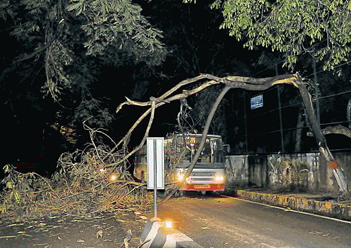 Watery day: A tree branch fell disrupting traffic in front of Aranya Bhavan at Malleswaram following heavy rain on Friday. DH Photo