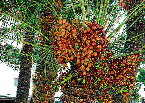 popular choice Dates are largely consumed by Muslims during Ramzan.